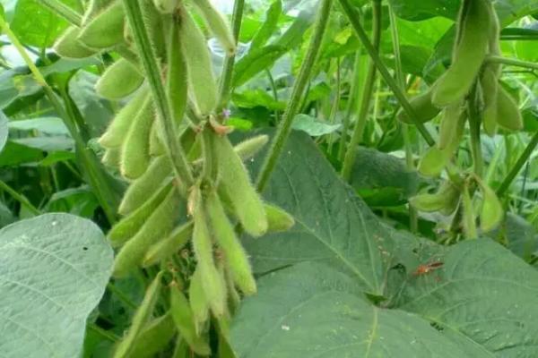 吉黑16大豆种子介绍，中晚熟品种