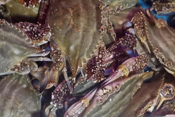 三疣梭子蟹是什么蟹，是常见的食用型蟹类