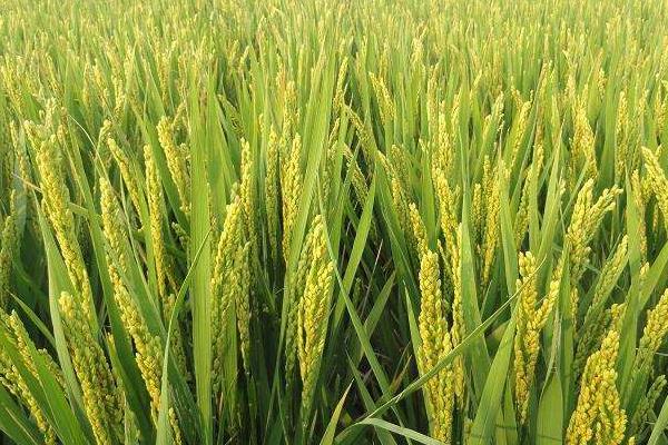 吉粳338水稻种子特征特性，4月中旬播种