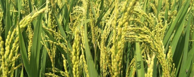 吉粳583水稻种简介，生育期间注意及时防治稻瘟病