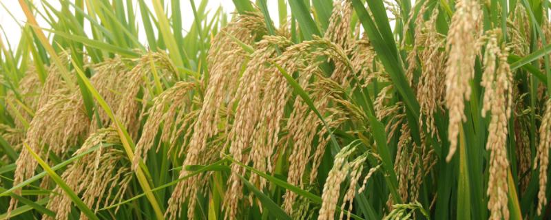 吉粳838水稻种简介，7月上中旬注意防治二化螟