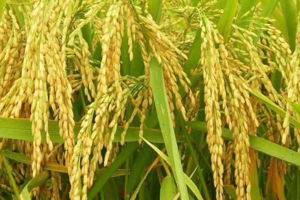 吉粳338水稻种子特征特性，4月中旬播种