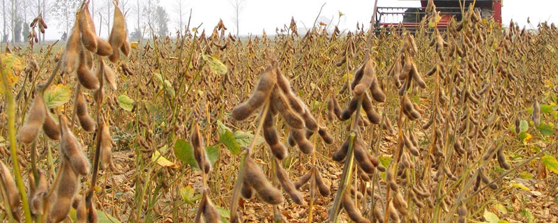 长农403大豆种子特点，出苗至成熟平均132天