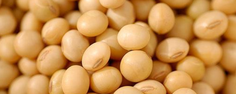 吉农235大豆种子特征特性，8月中旬及时防治大豆食心虫