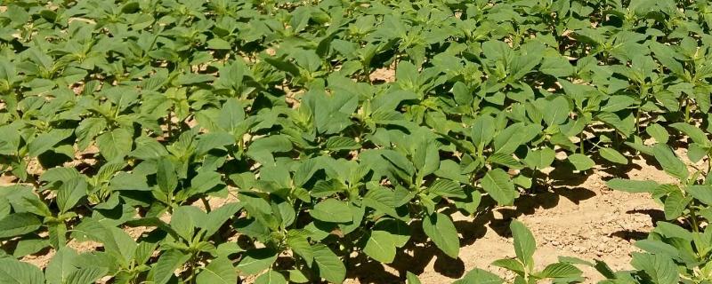 龙吉豆1号大豆品种简介，出苗至成熟平均126天