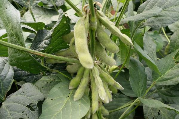吉农232大豆种子简介，出苗至成熟平均131天
