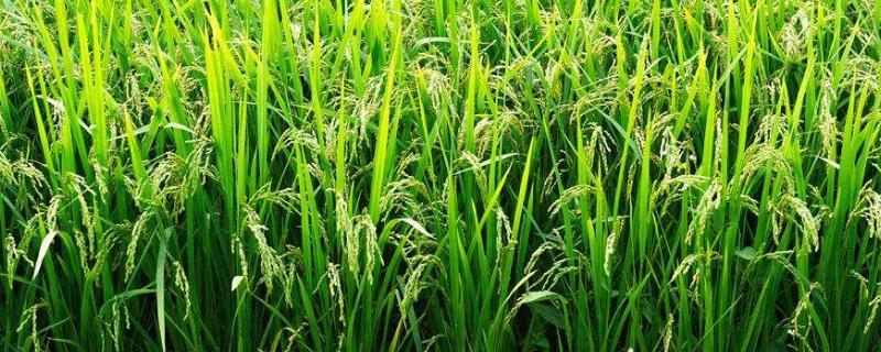 庆林969水稻种子介绍，4月中旬播种