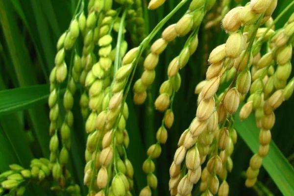 吉农大715水稻品种简介，生育期141天