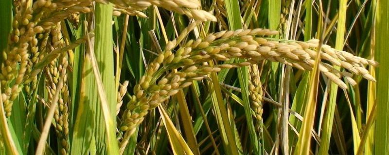 合粳22水稻种子特征特性，该品种主茎11片叶