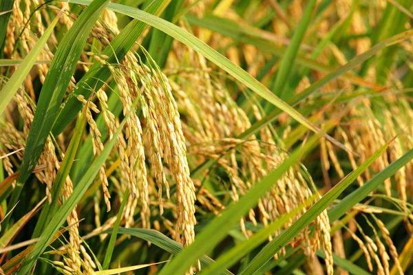 垦稻2043水稻品种的特性，普通粳稻品种