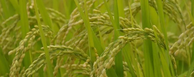 珍宝4水稻品种的特性，香稻品种