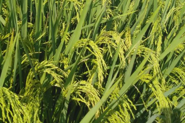 富尔稻37水稻种子特点，普通粳稻品种