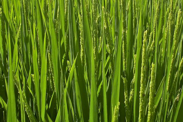 龙粳3032水稻种子介绍，普通粳稻品种