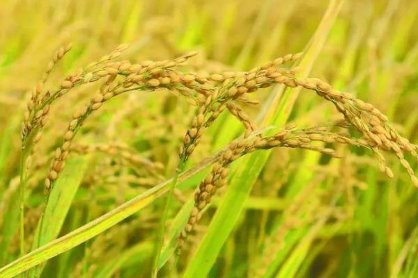 垦稻2027水稻品种简介，普通粳稻品种