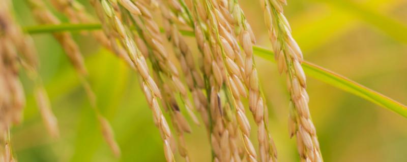 龙桦26水稻种子简介，该品种主茎11片叶