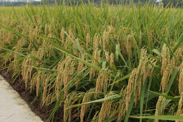 龙粳2331水稻种子介绍，普通粳稻品种