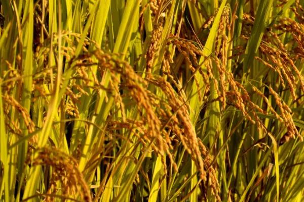 龙庆稻61水稻种简介，普通粳稻品种