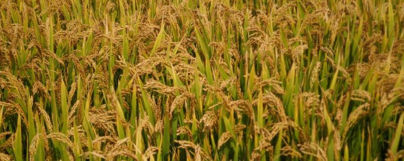 齐粳20水稻种子特点，普通粳稻品种