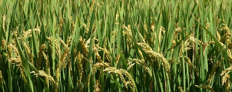 佳粳8水稻种子介绍，香稻品种
