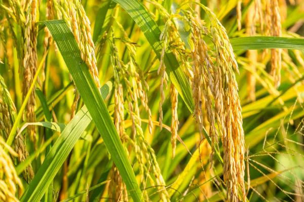 龙庆稻61水稻种简介，普通粳稻品种