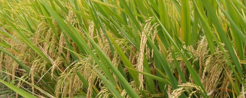 建粳197水稻种子特点，普通粳稻品种