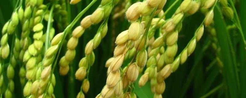 龙御959水稻种子简介，该品种主茎11片叶