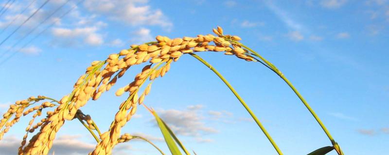 北稻63水稻品种的特性，香稻品种