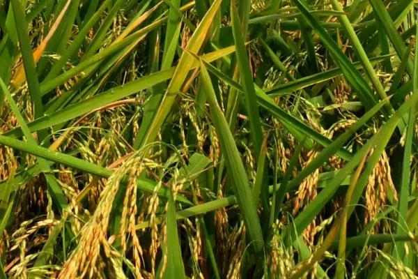 龙御959水稻种子简介，该品种主茎11片叶