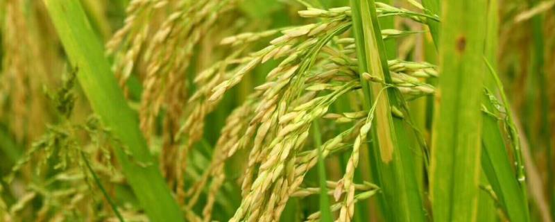 益农稻168水稻种子特征特性，该品种主茎12片叶