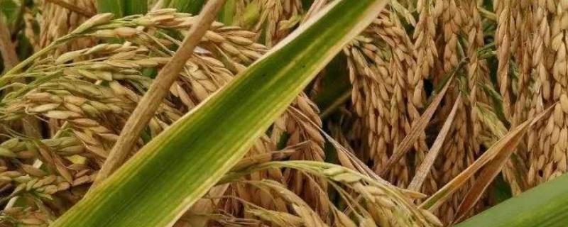 东极源耕6932水稻种简介，普通粳稻品种