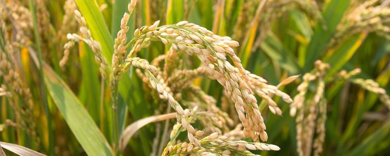 绥粳131水稻品种简介，普通粳稻品种