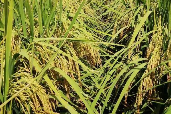 绥生22水稻种简介，香稻品种