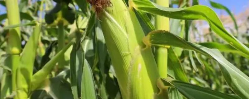 龙科玉631玉米种简介，在适应区5月7日左右播种