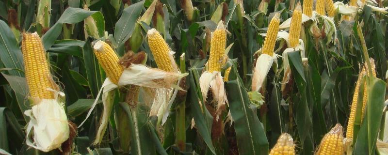 S1126玉米品种的特性，在适应区4月30日左右播种