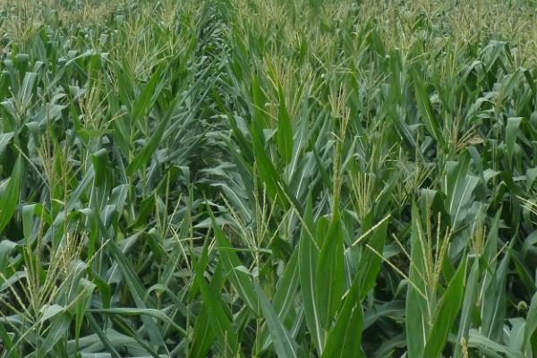 飞龙953玉米品种的特性，种植密度不宜过大