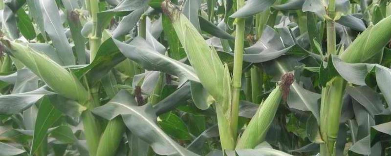 德耕5188玉米种子特征特性，普通玉米品种