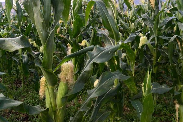 利合935玉米种子特征特性，选择中等以上肥力地块