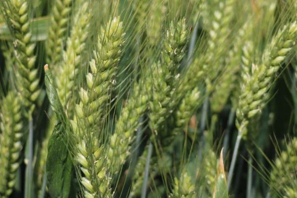龙春201小麦品种简介，选择中等肥力地块种植