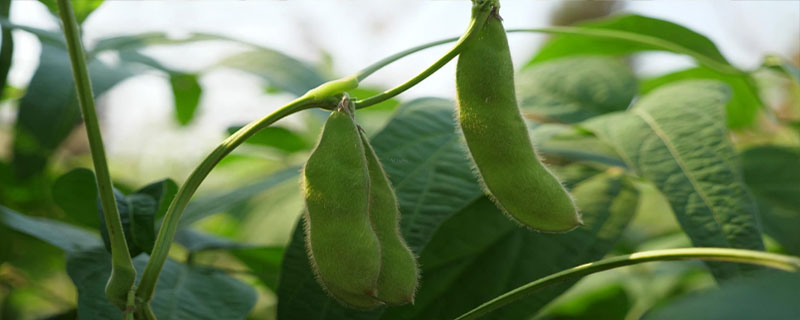 东农豆129大豆种简介，该品种亚有限结荚习性