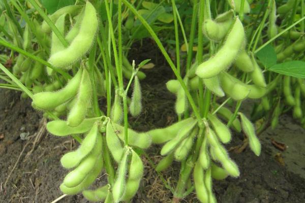 东农豆129大豆种简介，该品种亚有限结荚习性