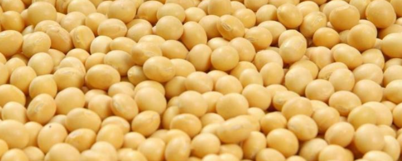 德顺14号大豆品种的特性，在适应区5月上旬播种