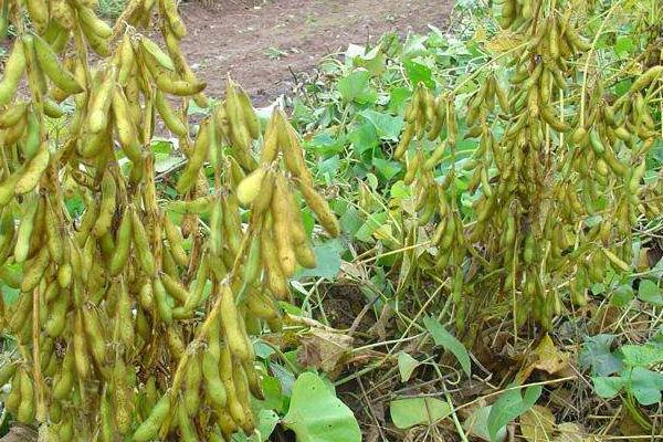 龙豆15大豆种子特点，该品种亚有限结荚习性