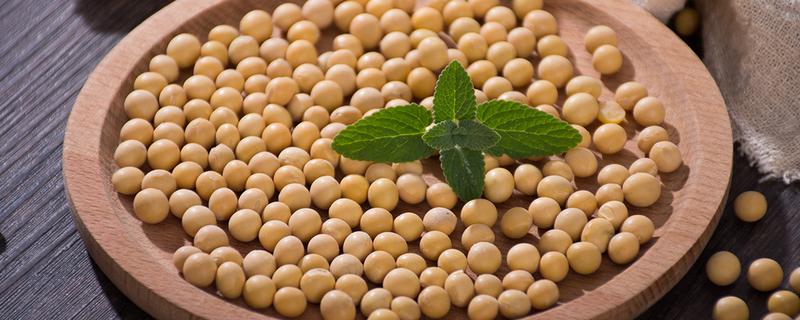 沃豆9号大豆种子特点，该品种亚有限结荚习性