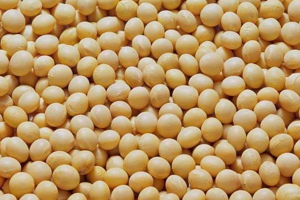 龙海1号大豆种子特征特性，该品种亚有限结荚习性