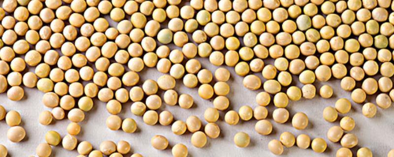 绥农120大豆品种的特性，高蛋白品种
