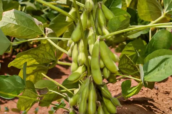 龙海1号大豆种子特征特性，该品种亚有限结荚习性