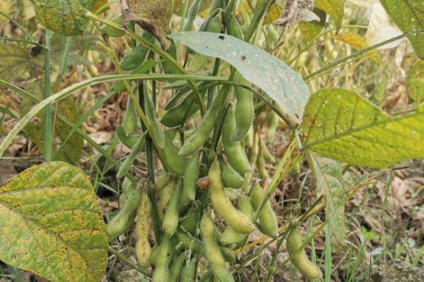 农生8号大豆品种的特性，在适应区5月上旬播种