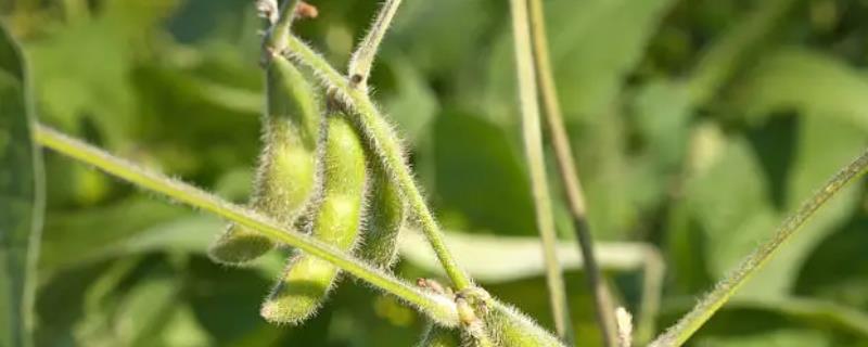农生8号大豆品种的特性，在适应区5月上旬播种