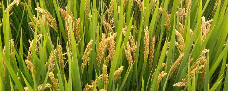莲润稻12水稻品种简介，普通粳稻品种
