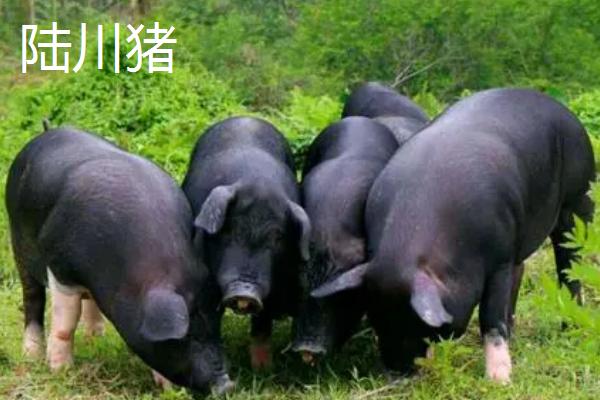 我国猪的品种有哪些，不同品种适合不同地区养殖